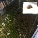 金魚が２回目の産卵をする