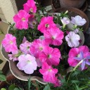 春の花から初夏の花に
