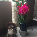 春の花から初夏の花に