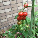午前中は園芸作業