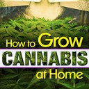 Acquisto Semi cannabis