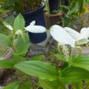 白い花が咲いてた♬