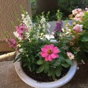 シクラメンが３回目の開花
