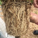 スパティフィラムの株分け