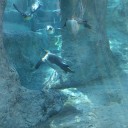 北海道旅行・ぼっち旭山動物園堪能