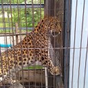 北海道旅行・ぼっち旭山動物園堪能