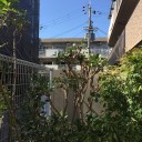 百日紅の枝を剪定