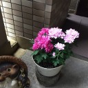 芙蓉の木の剪定