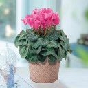 花とデート：今週はロマンティックな情報をおすすめ！