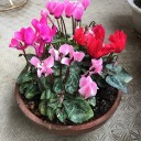 園芸作業