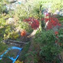 我が家も紅葉してます！