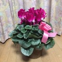 シクラメンの花