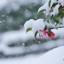 Winter flowers in Japan