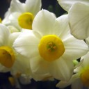 Winter flowers in Japan