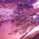 Waiting for a sakura front.