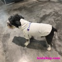 大人気ペットウェア チャンピオン 犬ウェア Championの新品が初発売！