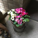 春の花