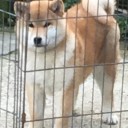 昨日今日と
