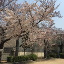 近くの公園でお花見