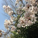 近くの公園でお花見