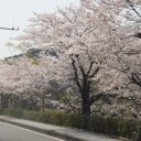 桜　満開！