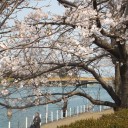 桜　満開！