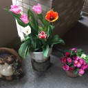 暖かくなり草花が満開