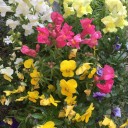 暖かくなり草花が満開