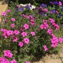 暖かくなり草花が満開