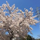 お花見日和