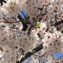 お花見日和