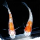 高級メダカの卵