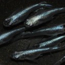 高級メダカの卵