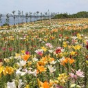 ユリの花