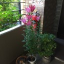 ユリの花