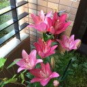 ユリの花