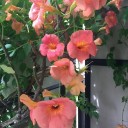 毎年初夏に咲く花