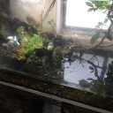 １匹１５円のヒメダカと高級メダカの飼育