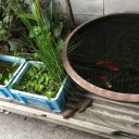 １匹１５円のヒメダカと高級メダカの飼育