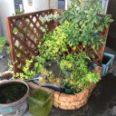 今日は会社に出勤