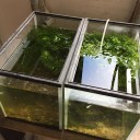 会社の水槽の掃除
