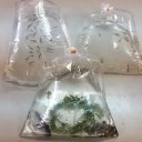 水槽にネオンテトラ等を追加