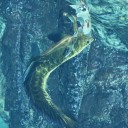 モンスターハンターワールド：アイスボーン　その7