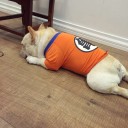 カワイペットおしゃれ服