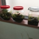 苔リウム
