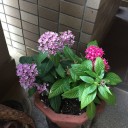 花の苗を購入