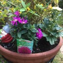 花の苗を購入