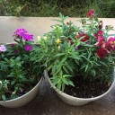 花の苗を購入