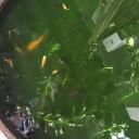 金魚の子供