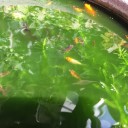 金魚の子供